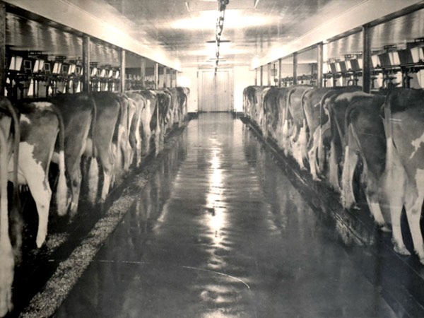 10/14Guernsey cows, milking herd, 1930s.  USED BY PERMISSION OF THE NATURE CONSERVANCY-SUNNY VALLEY