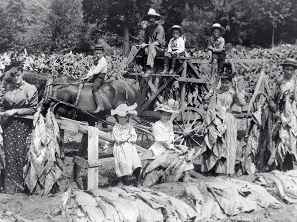 1/14Three stages of harvesting tobacco at the turn of the 20th century are shown: The cut tobacco lies in the foreground; the woman standing at left skewers the stalks onto the laths; and the rest of the crowd loads the wagon. The picture is obviously posed, as harvesting tobacco is not something you do in your best bib and tucker.  USED BY PERMISSION OF THE NEW MILFORD HISTORICAL SOCIETY